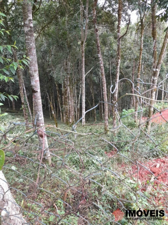 Terreno/Lote em Recanto Floresta Negra, Campos do Jordão - foto 3