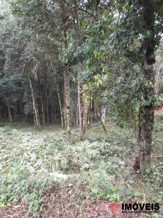 Terreno/Lote em Recanto Floresta Negra, Campos do Jordão - foto 4