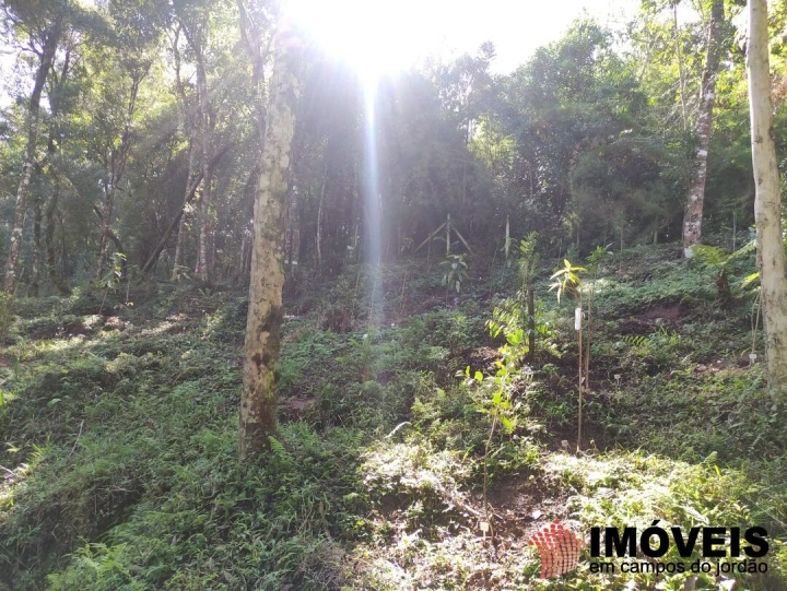Terreno/Lote em Alto do Capivari, Campos do Jordão - foto 6