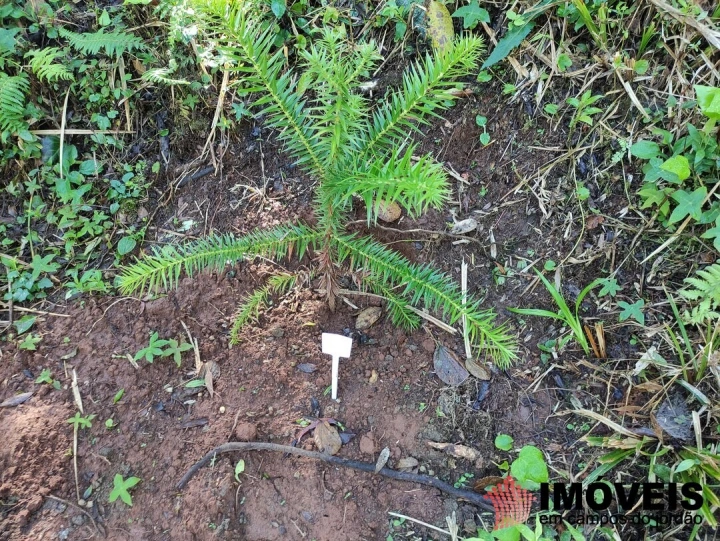 Terreno/Lote em Alto do Capivari, Campos do Jordão - foto 9