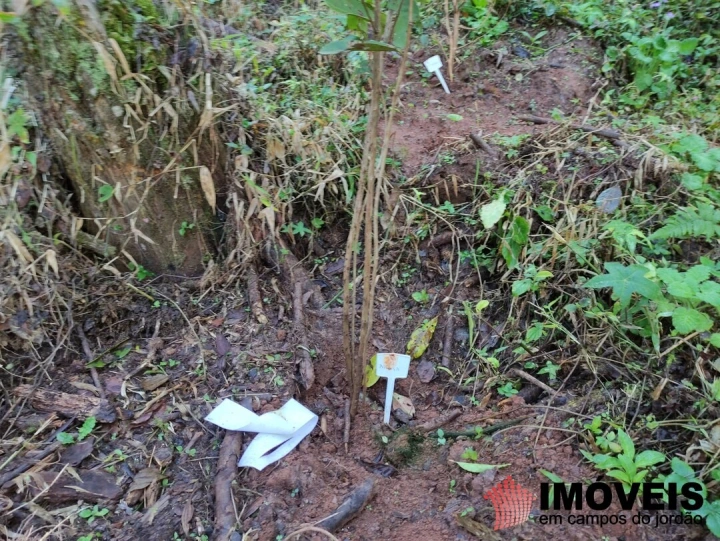 Terreno/Lote em Alto do Capivari, Campos do Jordão - foto 10