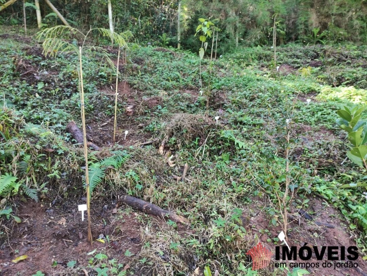 Terreno/Lote em Alto do Capivari, Campos do Jordão - foto 12