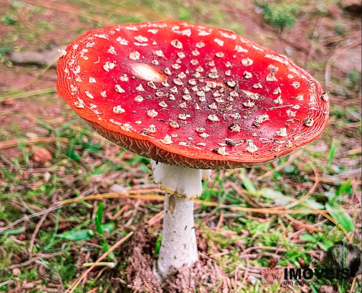 Terreno/Lote em Atalaia, Campos do Jordão - foto 8