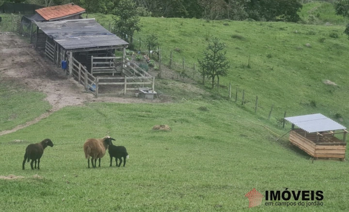 Sítio em Vila Abernéssia, Campos do Jordão - foto 36