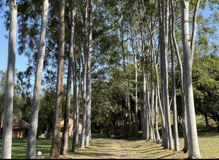 Sítio em Caminho da Mata, Caçapava - foto 3