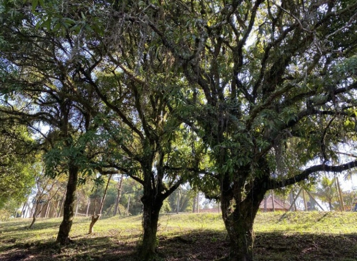 Sítio em Caminho da Mata, Caçapava - foto 6
