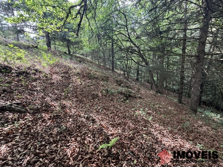 Área para Incorporação em Descansópolis, Campos do Jordão - foto 34