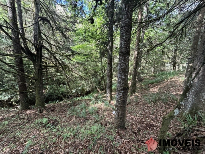 Área para Incorporação em Descansópolis, Campos do Jordão - foto 35