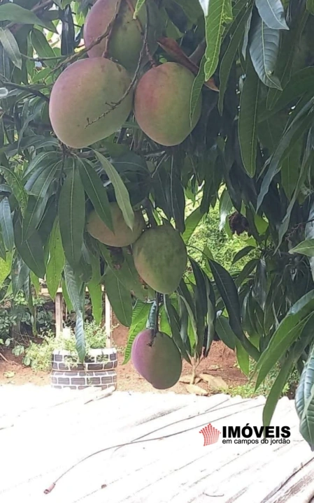 Chácara em Sapucaí Mirim, Sapucaí-Mirim - foto 31