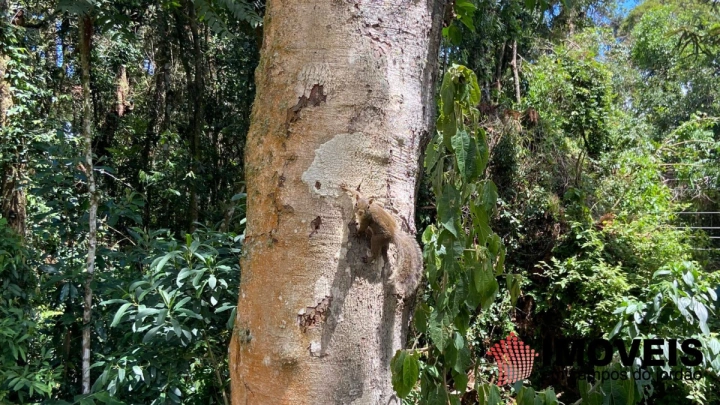 Casa em Parque Pedra do Baú, Campos do Jordão - foto 6
