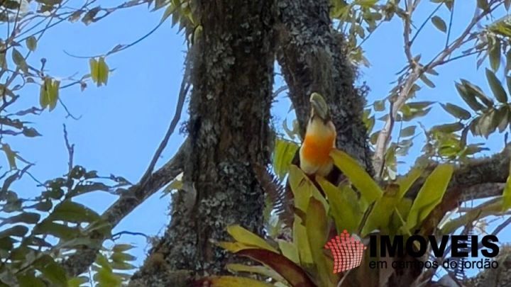 Casa em Parque Pedra do Baú, Campos do Jordão - foto 7